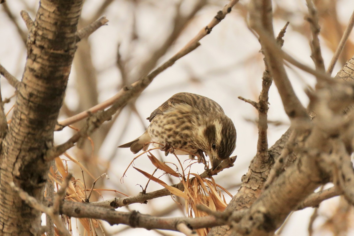 Purple Finch - ML645476020