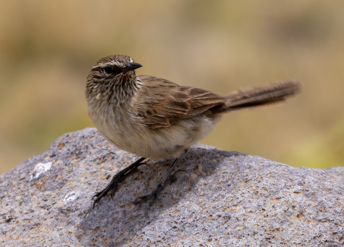 Synallaxe terrestre - ML645476021