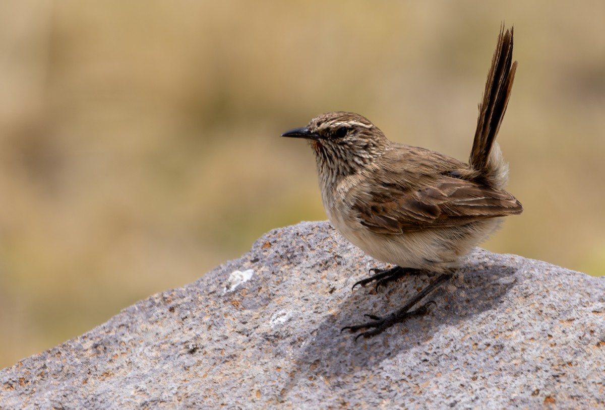 Synallaxe terrestre - ML645476022