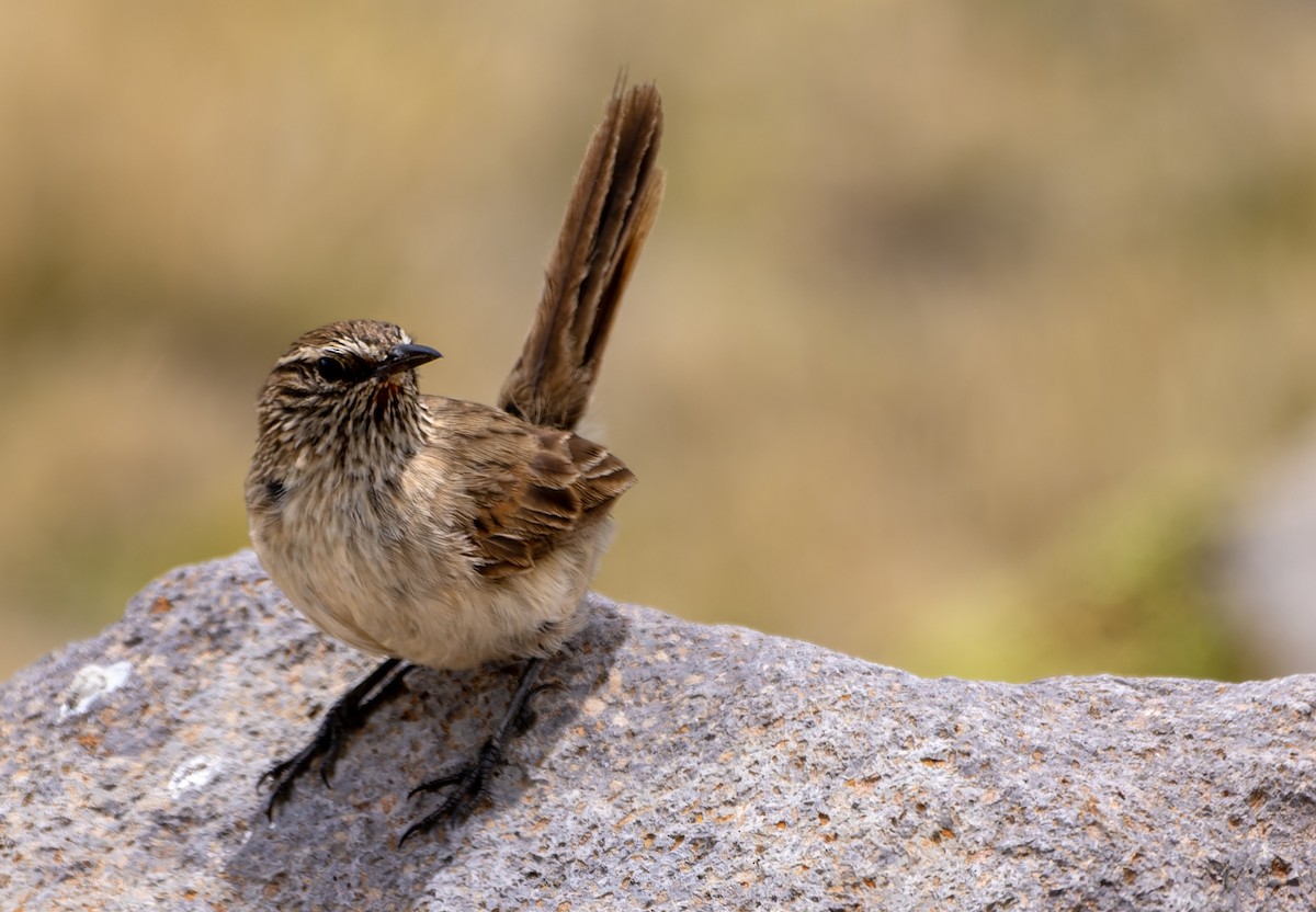 Synallaxe terrestre - ML645476023