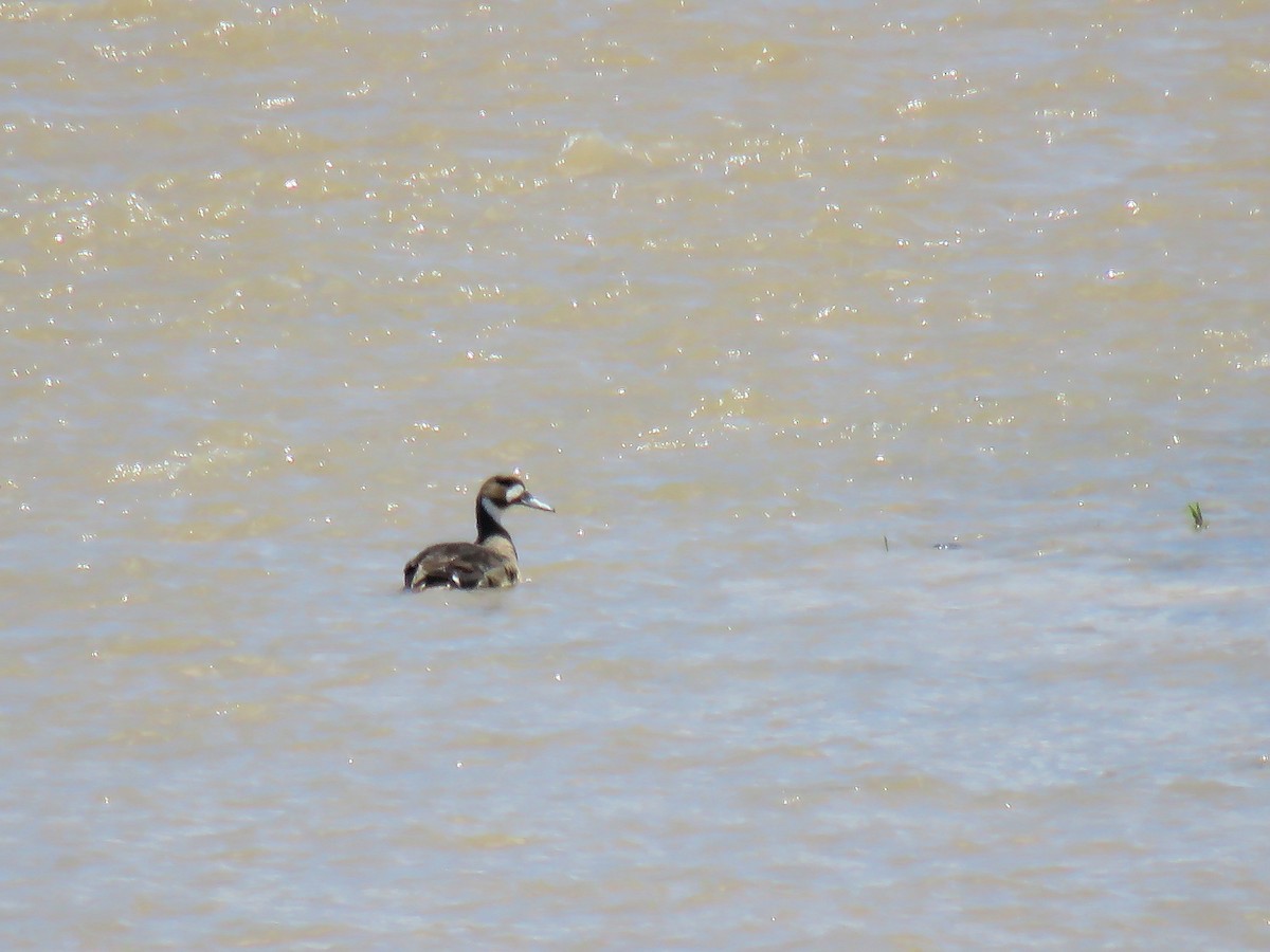 Spectacled Duck - ML645476024