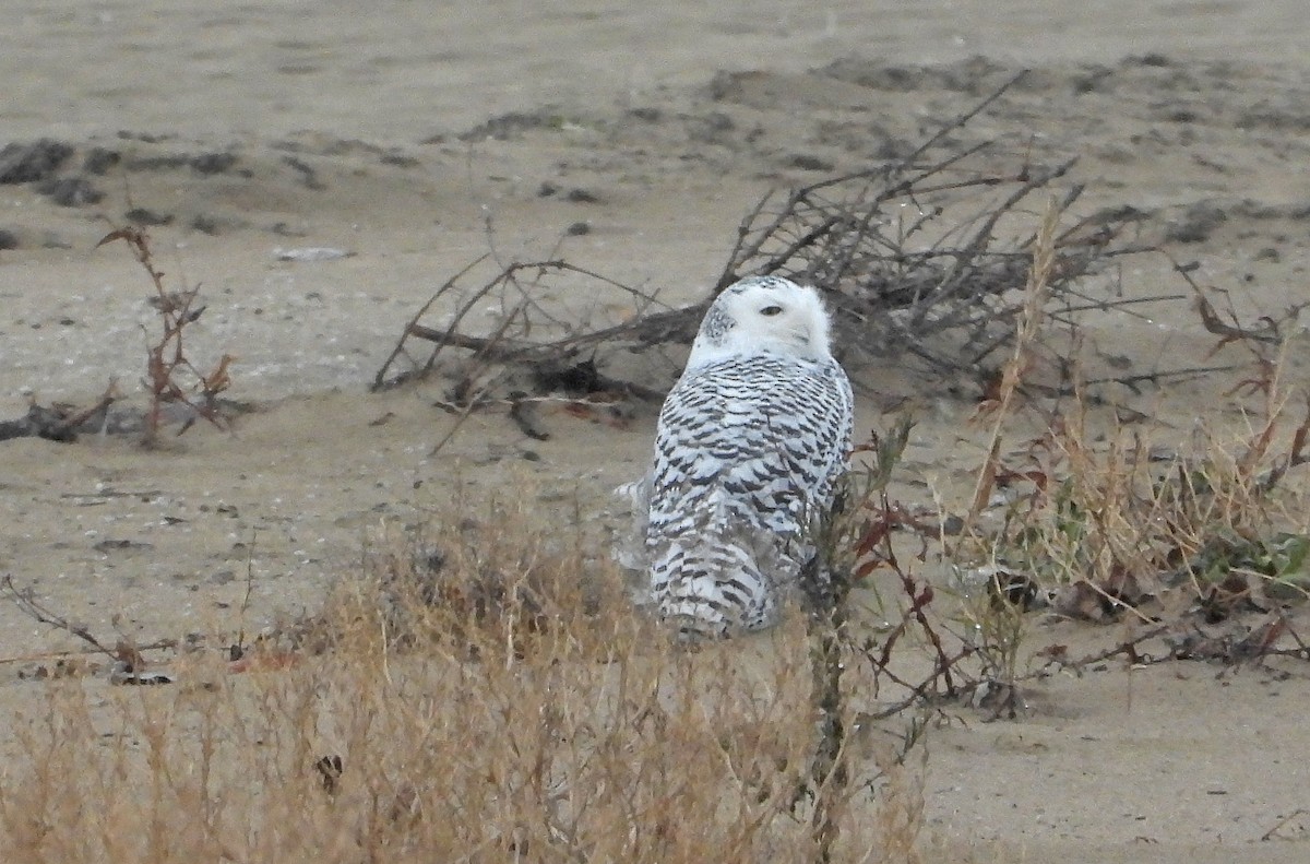 Harfang des neiges - ML645476031