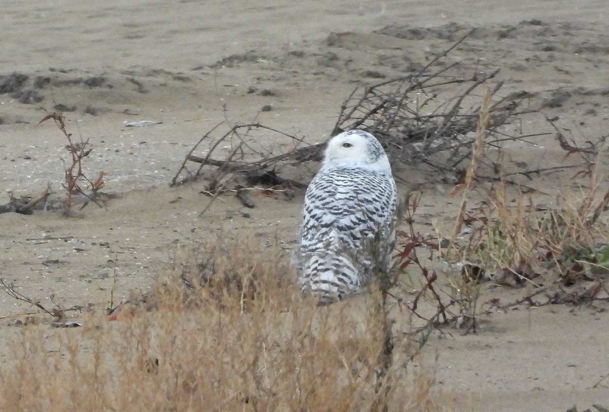 Harfang des neiges - ML645476032