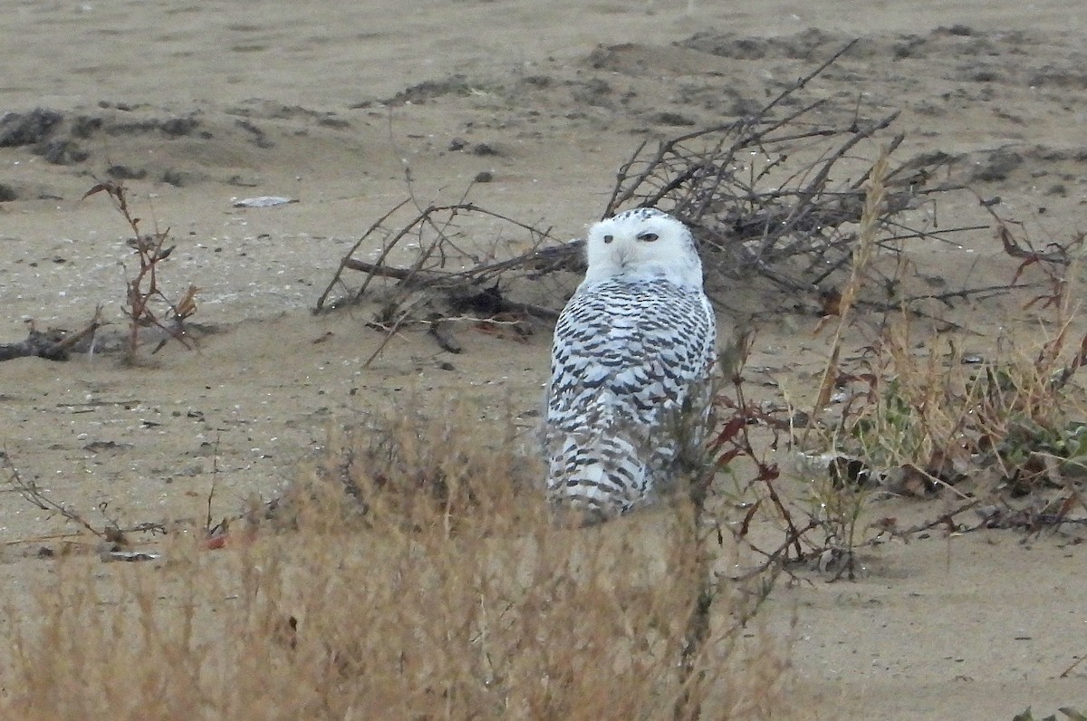 Harfang des neiges - ML645476033