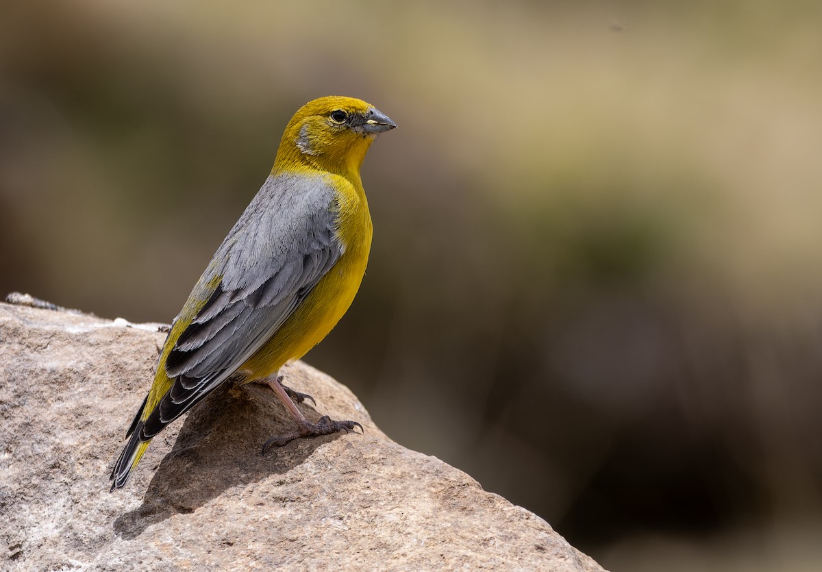 キゴシキンノジコ - ML645476034