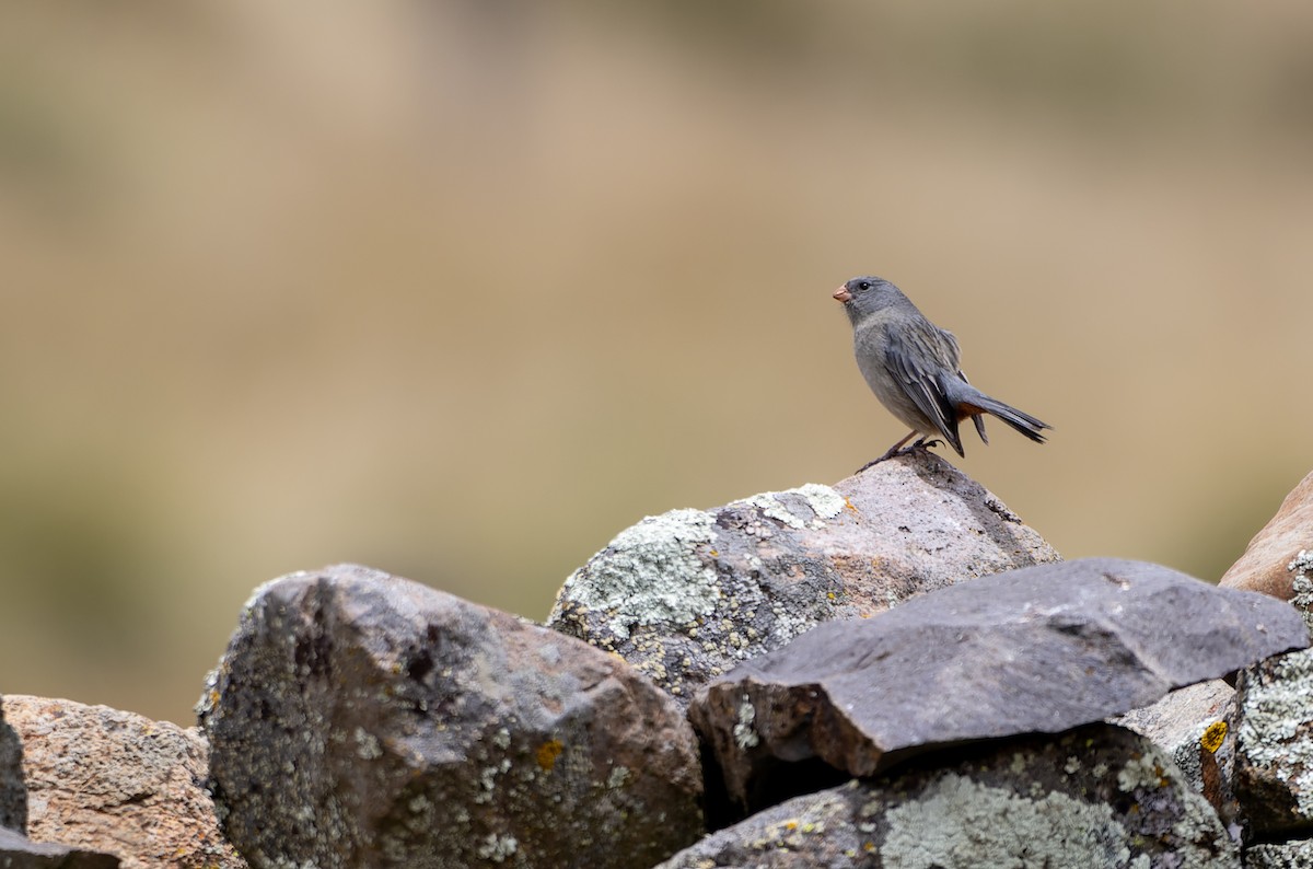 Schlichtsamenfresser - ML645476043