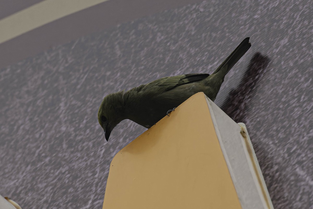 Tangara des palmiers - ML645476044