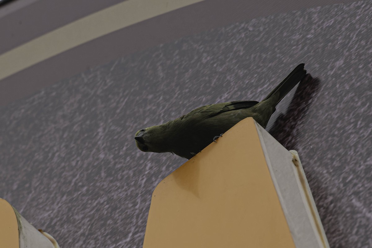 Tangara des palmiers - ML645476048