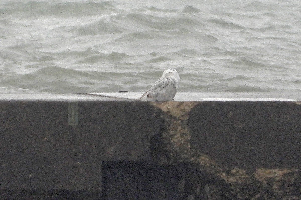 Harfang des neiges - ML645476051