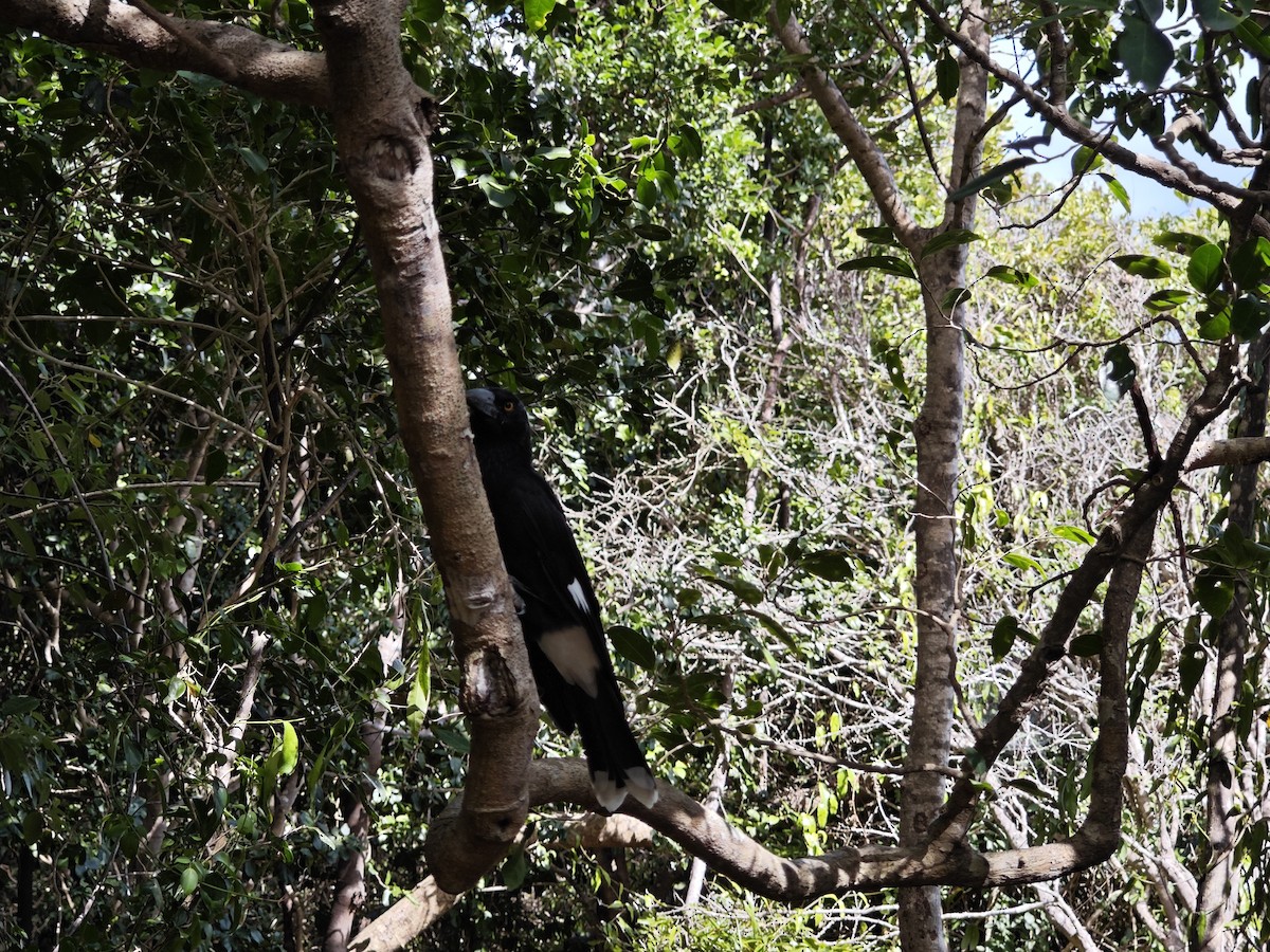 Verdugo Pío - ML645476058