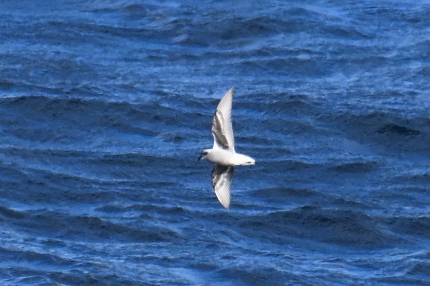 Качурка сиза - ML645476075