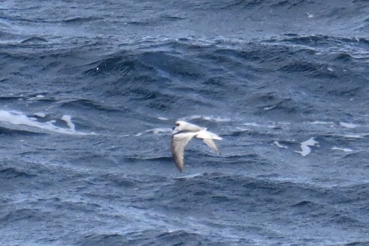 Качурка сиза - ML645476077