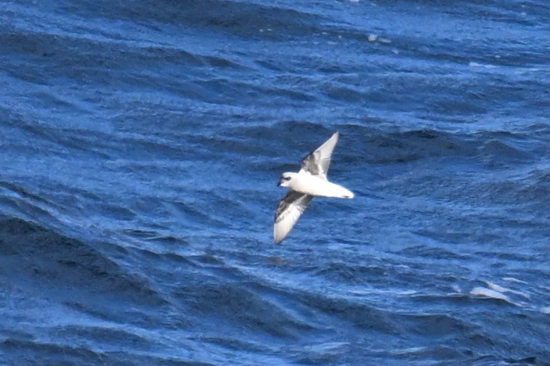 Качурка сиза - ML645476078