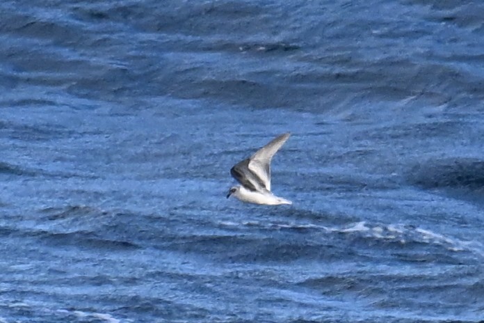 Качурка сиза - ML645476079