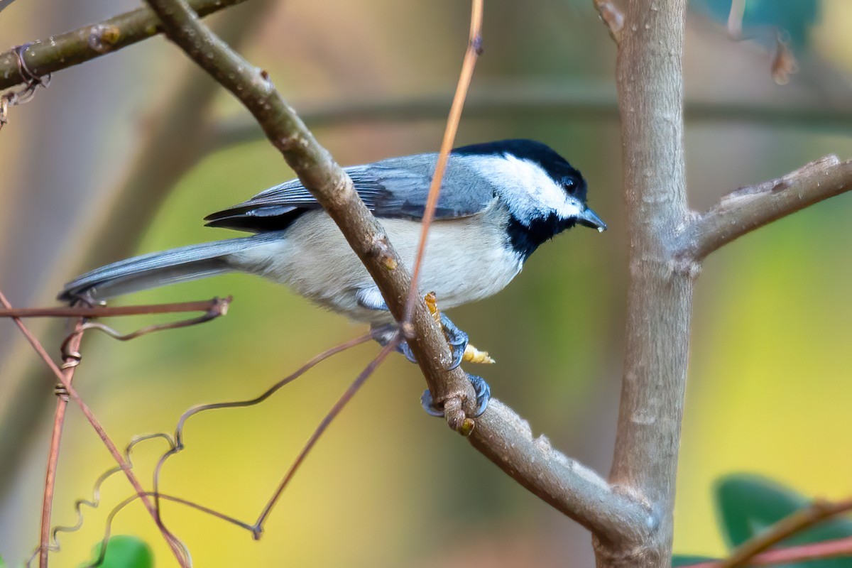Carolina Chickadee - ML645476090