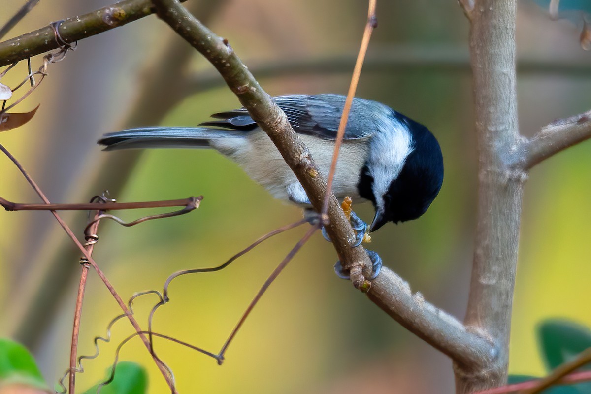 Carolina Chickadee - ML645476091