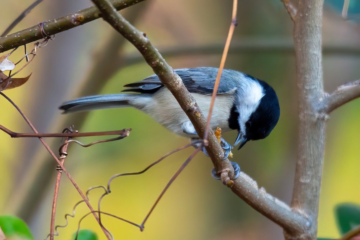 Carolina Chickadee - ML645476092