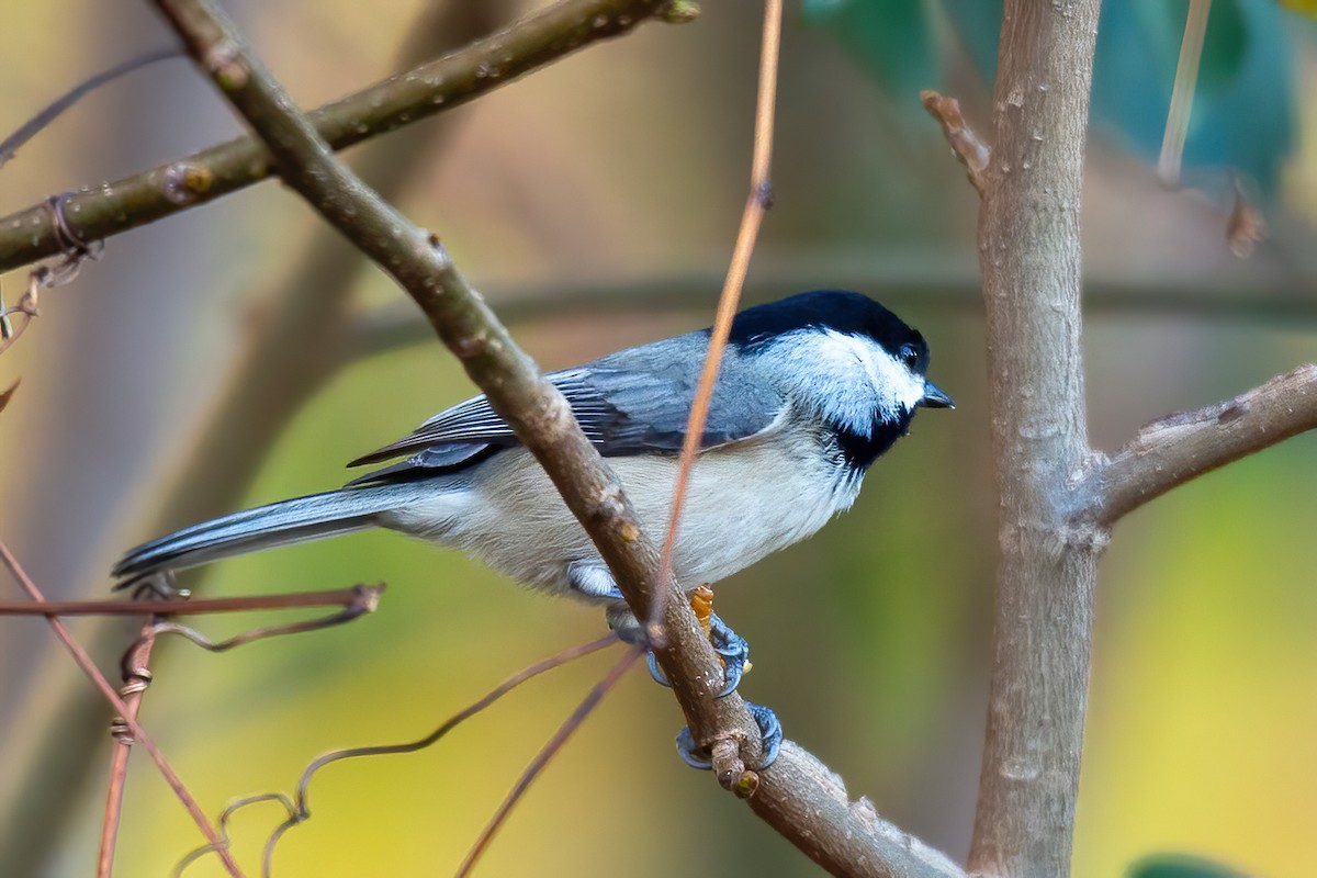 Carolina Chickadee - ML645476093