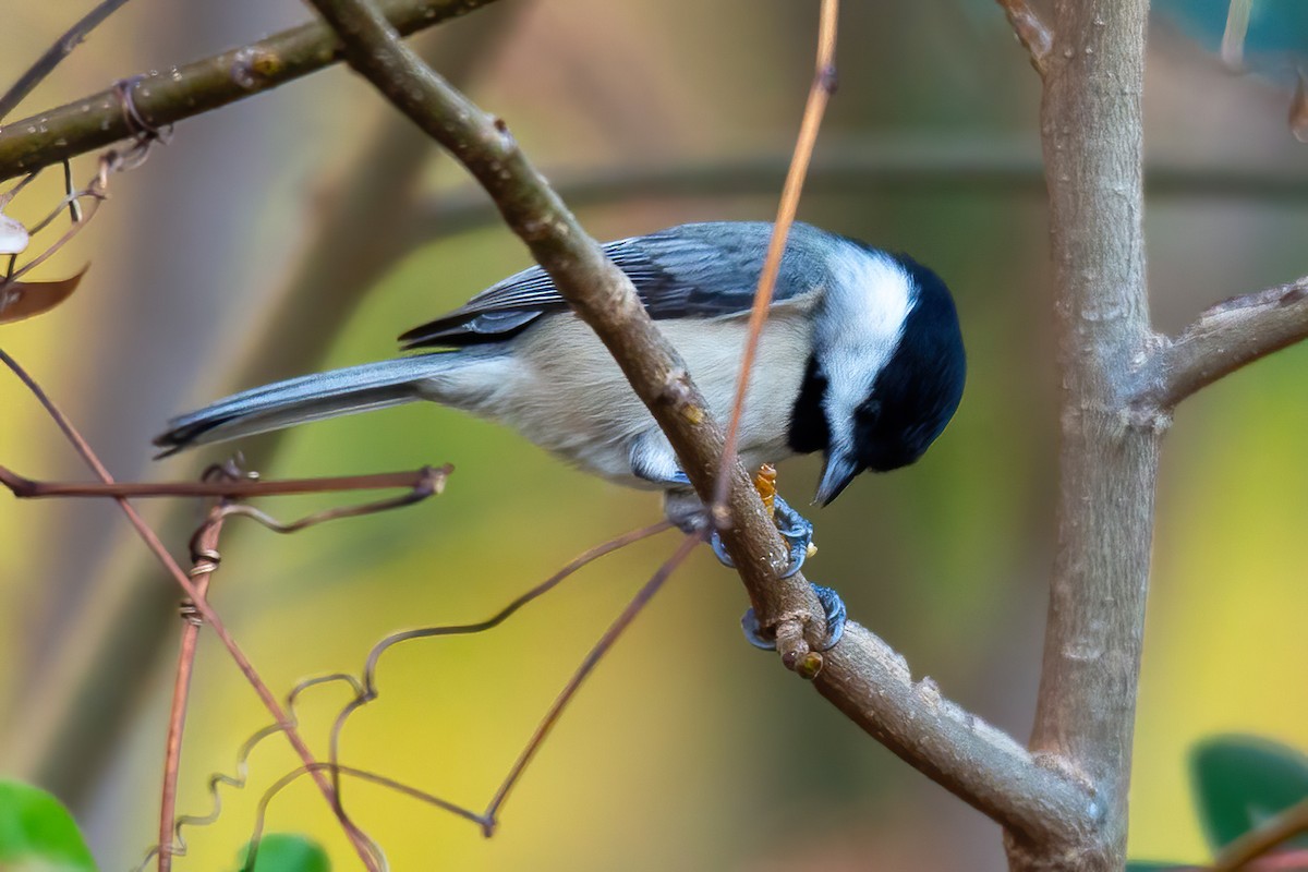 Carolina Chickadee - ML645476094