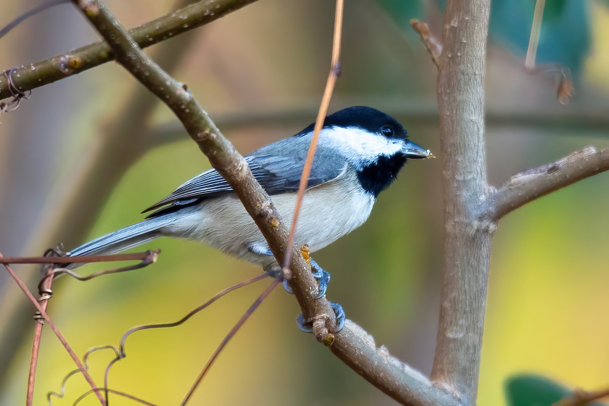 Carolina Chickadee - ML645476096