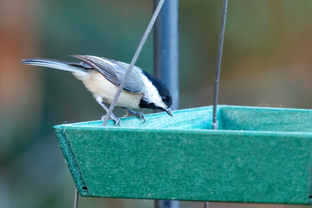 Carolina Chickadee - ML645476097