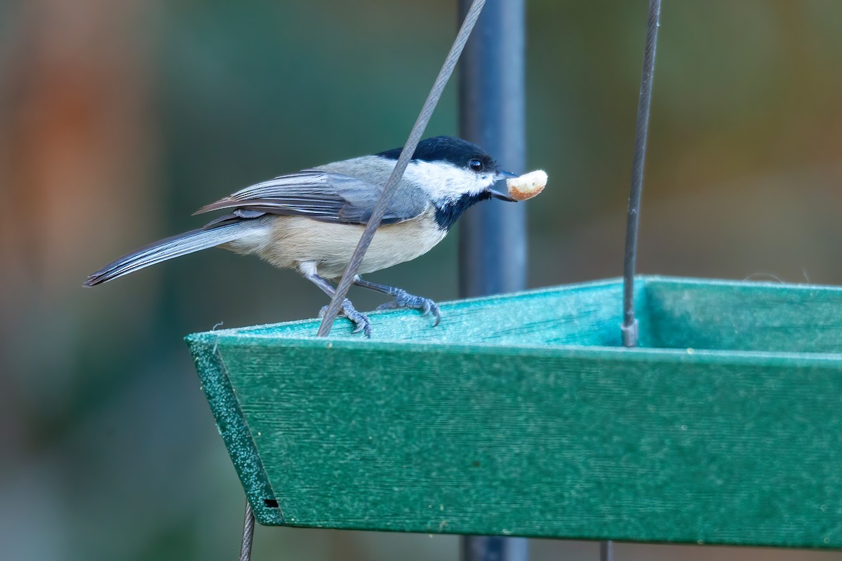 Carolina Chickadee - ML645476099