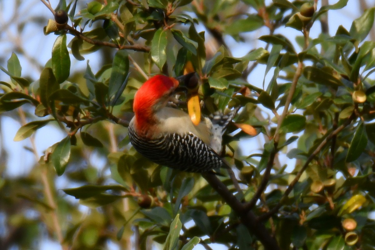 Red-bellied Woodpecker - ML645476100