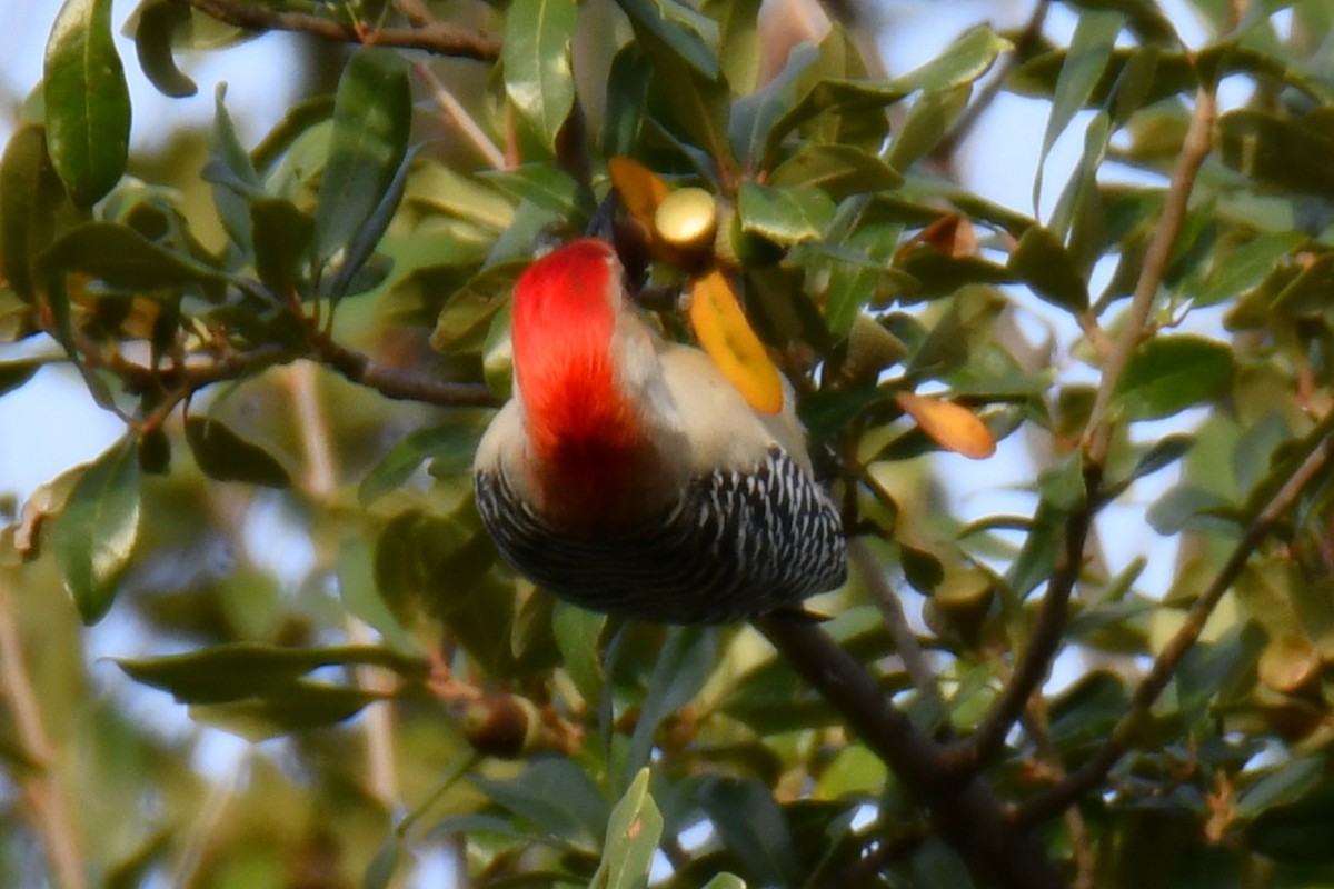 Red-bellied Woodpecker - ML645476101