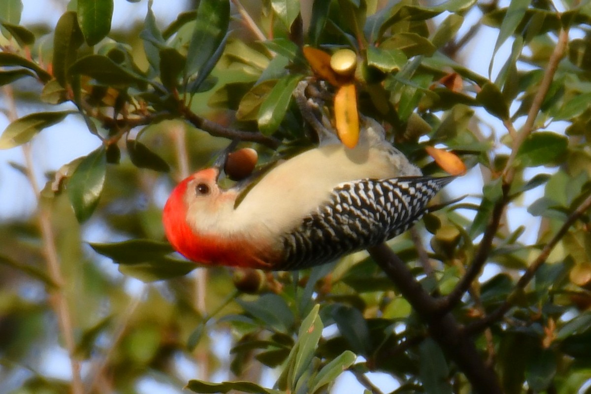 Red-bellied Woodpecker - ML645476102