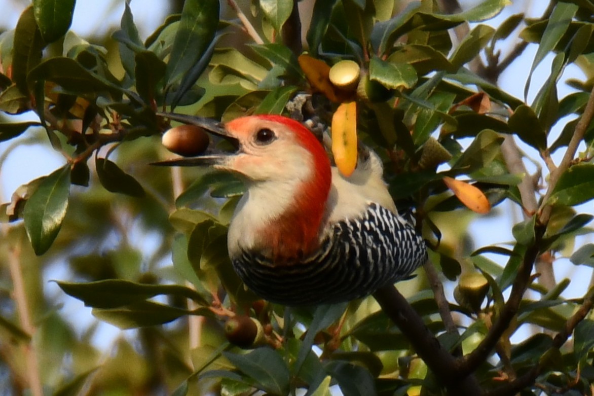 Red-bellied Woodpecker - ML645476103
