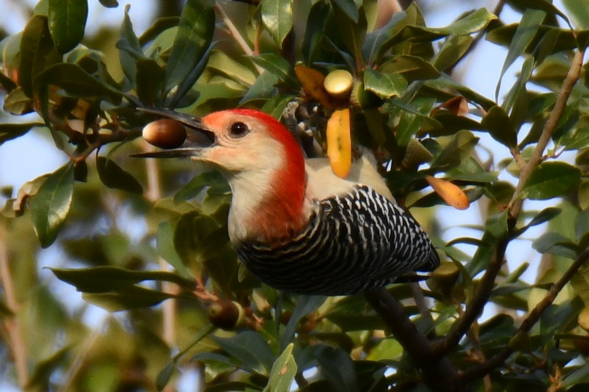 Red-bellied Woodpecker - ML645476104