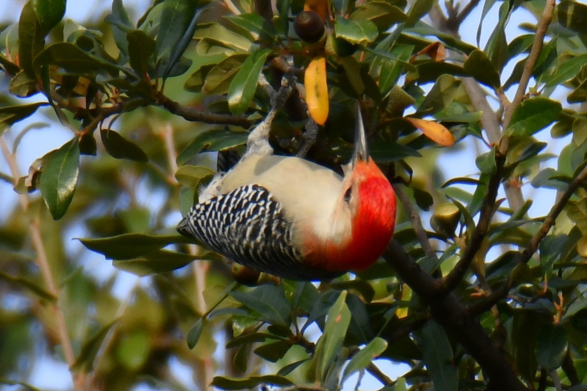 Red-bellied Woodpecker - ML645476105