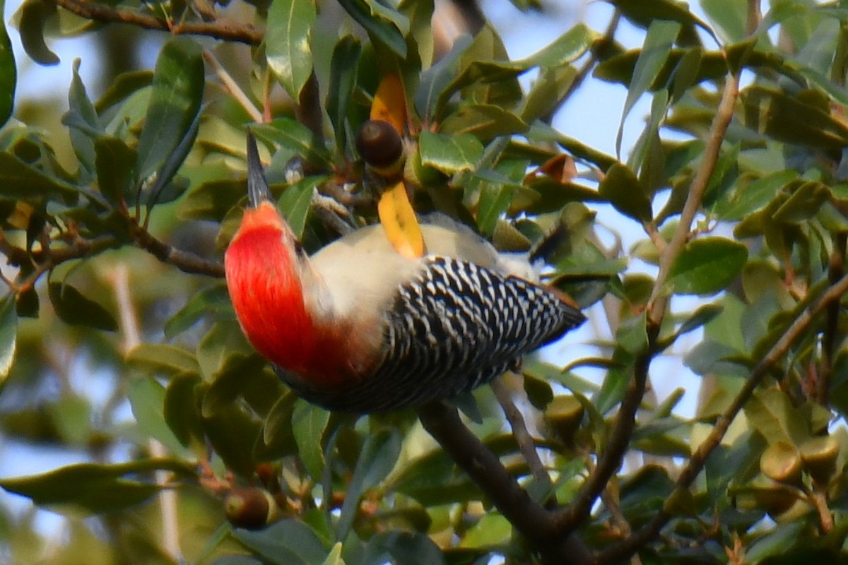 Red-bellied Woodpecker - ML645476106