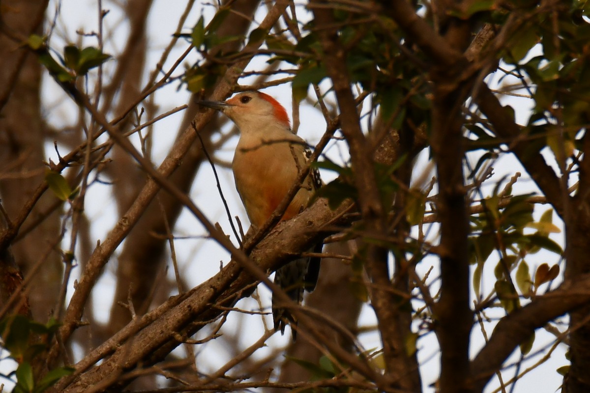 Red-bellied Woodpecker - ML645476107