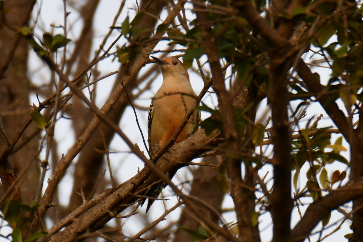 Red-bellied Woodpecker - ML645476108