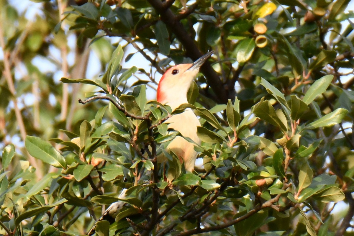 Red-bellied Woodpecker - ML645476109