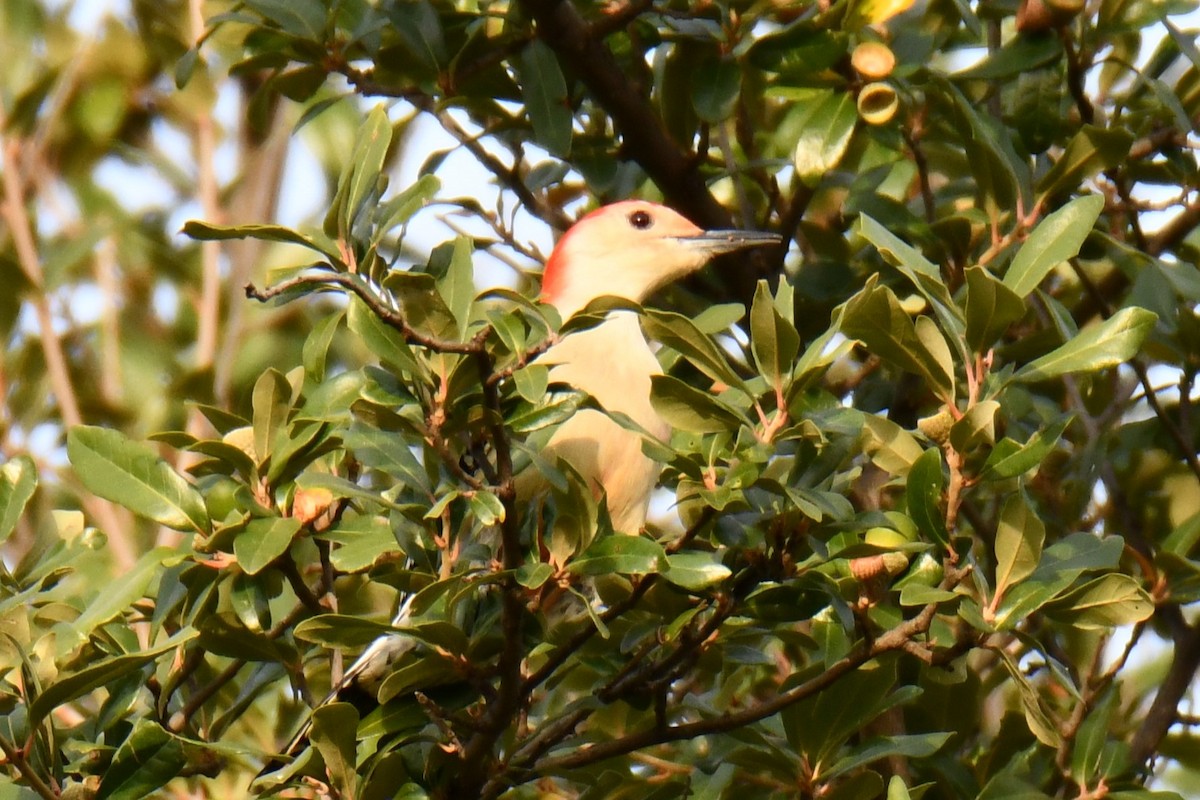 Red-bellied Woodpecker - ML645476110