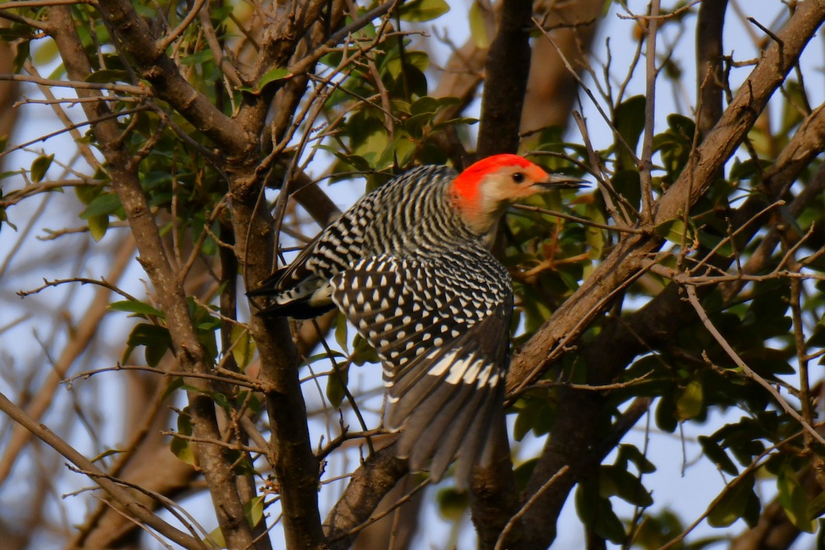 Red-bellied Woodpecker - ML645476111