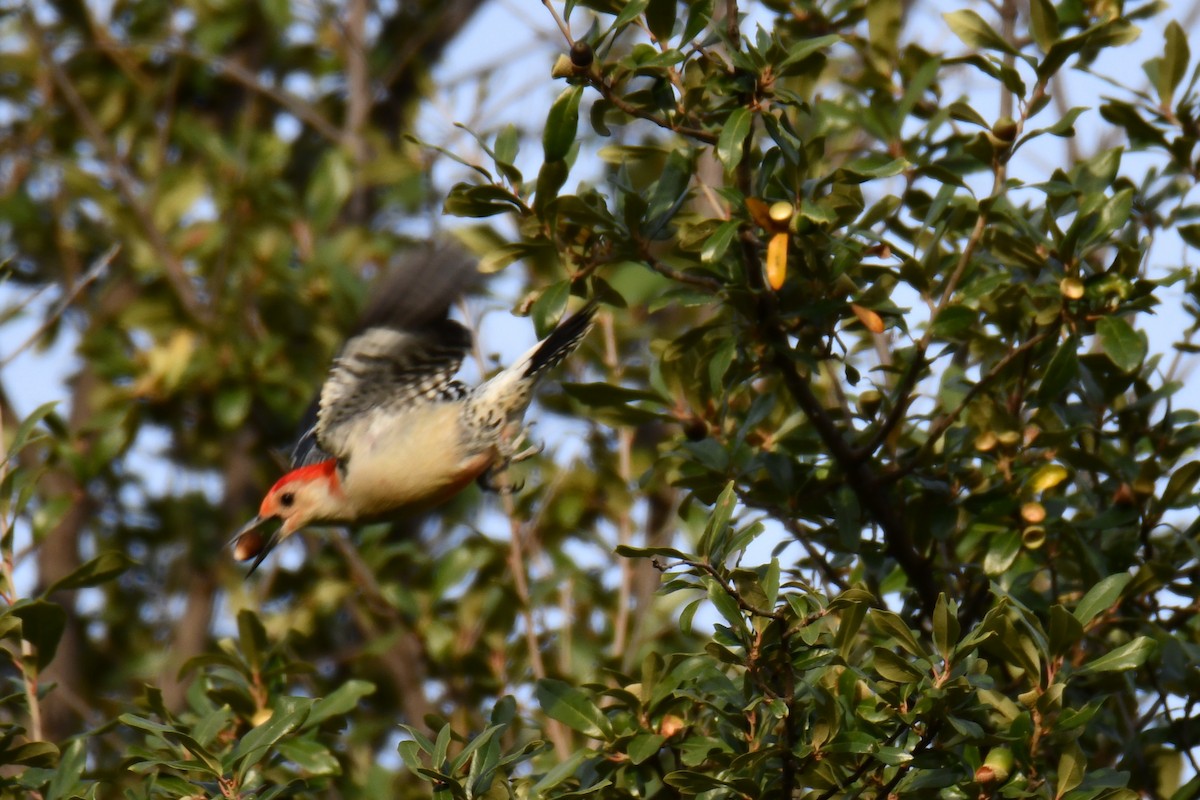 Red-bellied Woodpecker - ML645476112