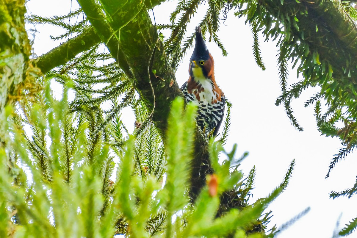 orel zdobený - ML645476126