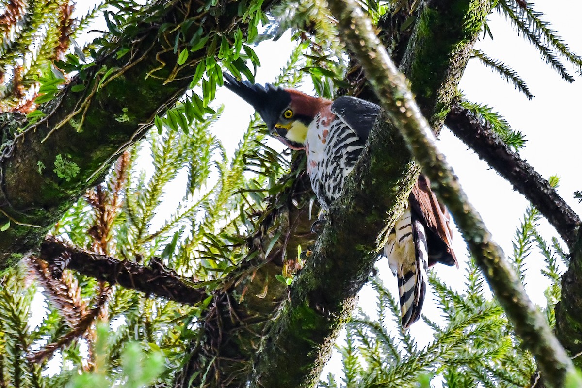 orel zdobený - ML645476127