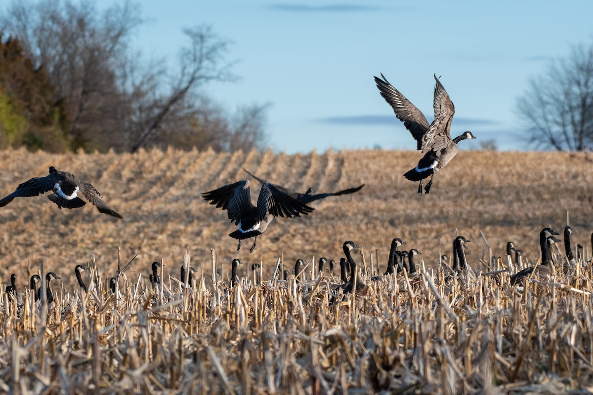 Barnacla Canadiense Grande - ML645476129