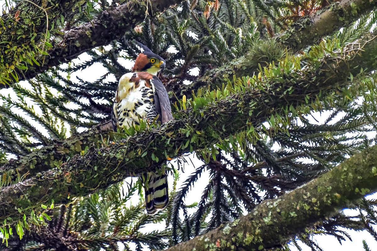 orel zdobený - ML645476130