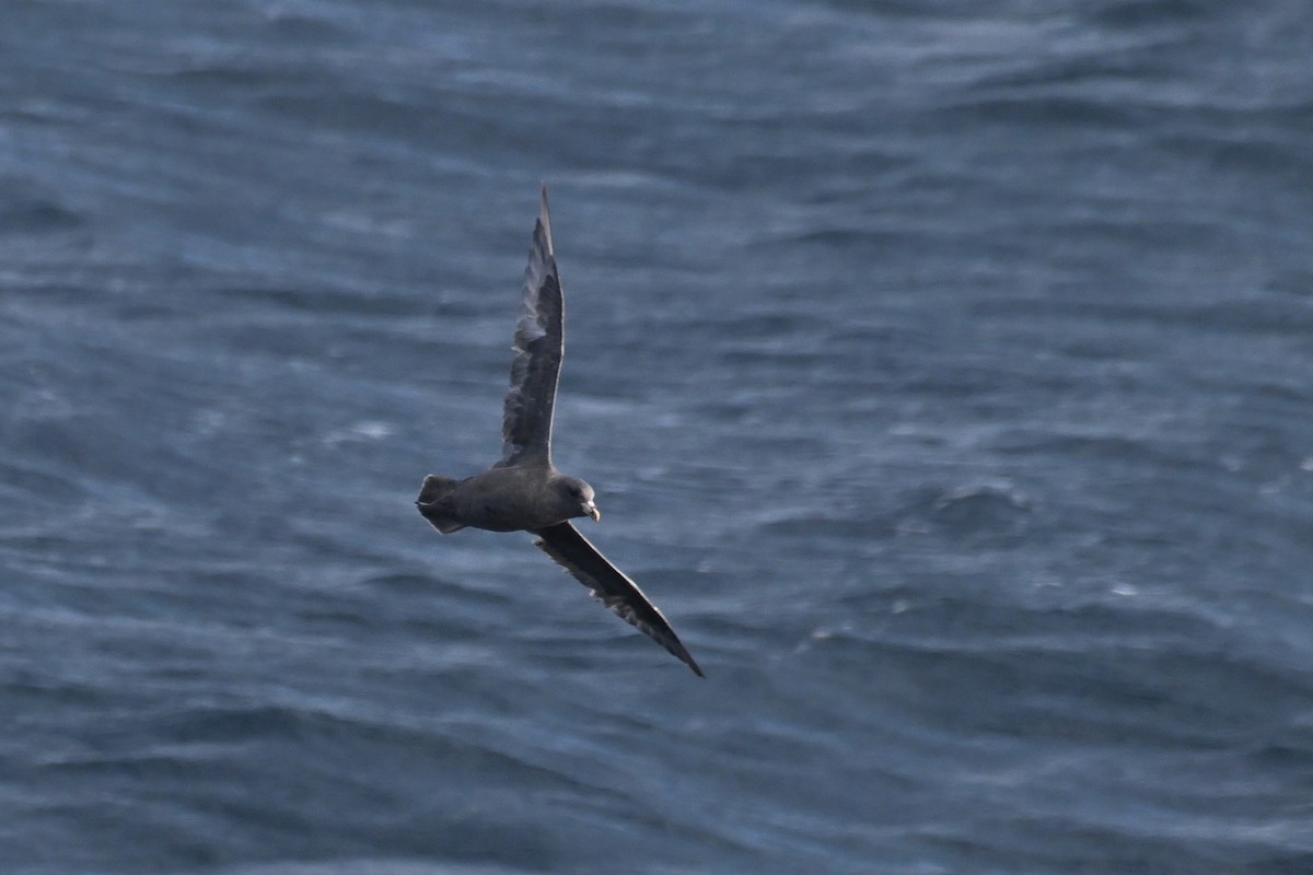 Буревісник кочівний - ML645476132