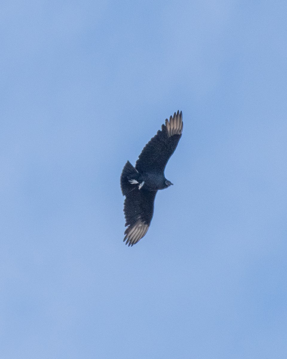 Black Vulture - ML645476133