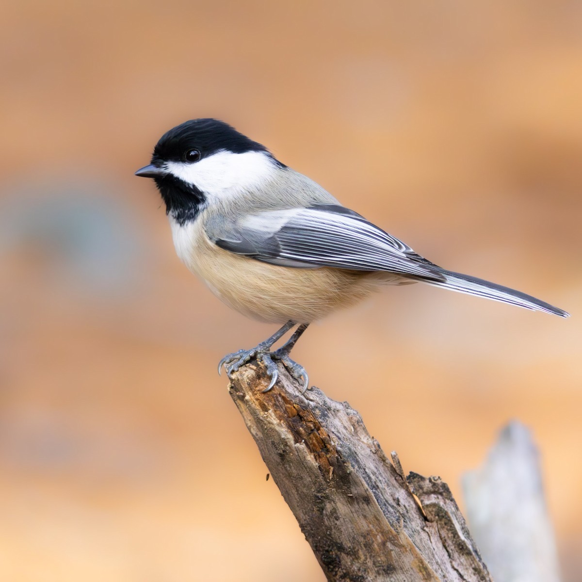 Black-capped Chickadee - ML645476134