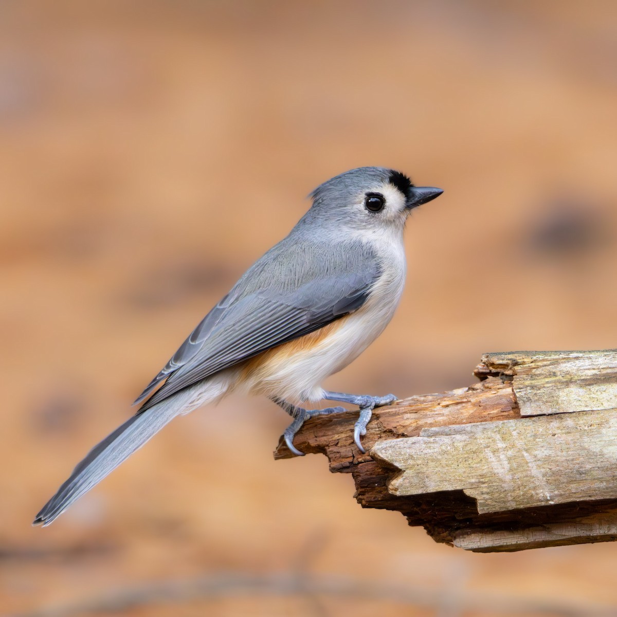 gråduskmeis - ML645476139