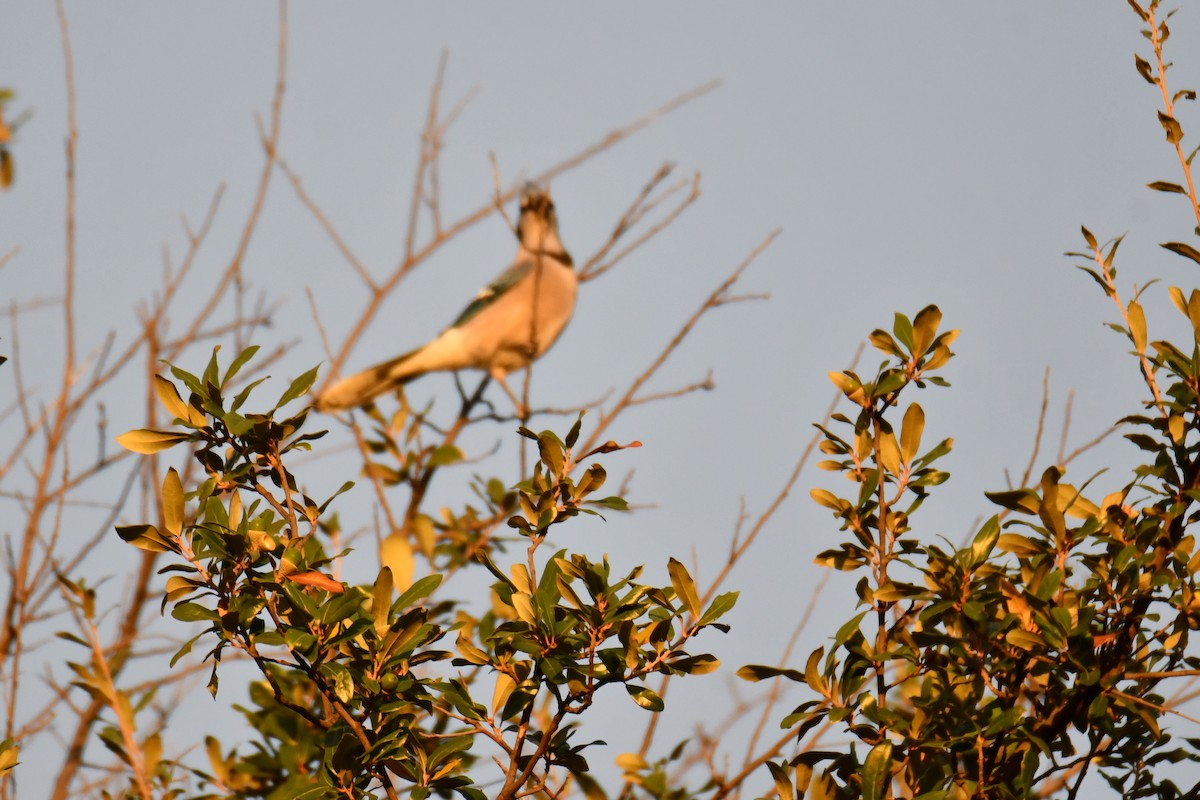 Сизойка блакитна - ML645476140