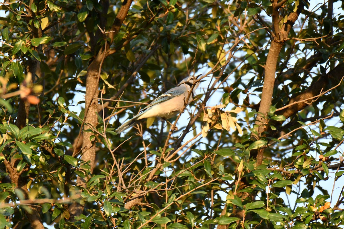 Сизойка блакитна - ML645476141