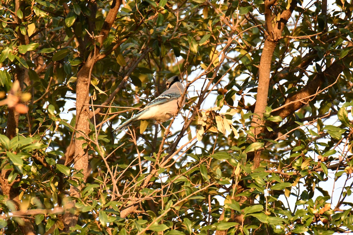 Сизойка блакитна - ML645476142